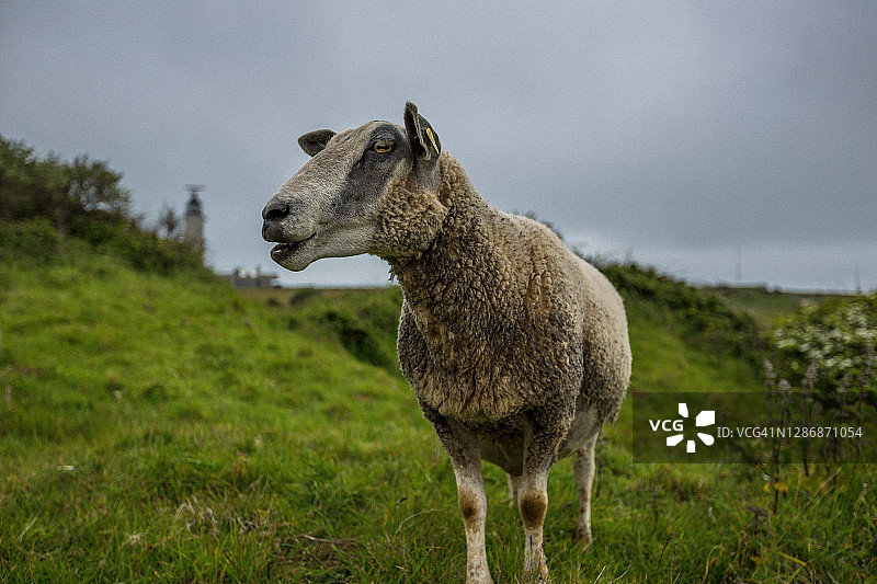 便宜的羊羔图片素材
