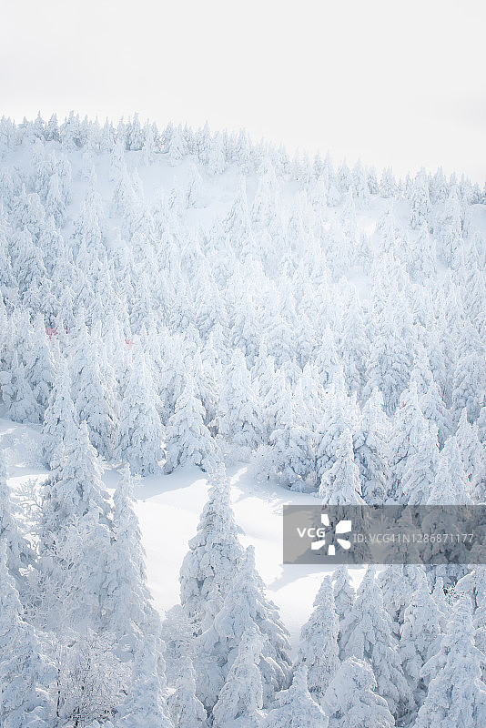 滑雪坡上的雪松图片素材