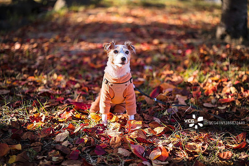 阳光明媚的秋日图片素材
