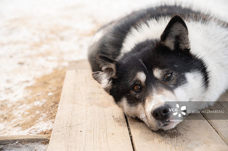 躺在地板上看镜头的哈士奇图片素材