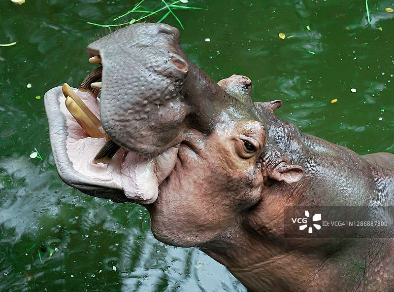 河马露出牙齿图片素材