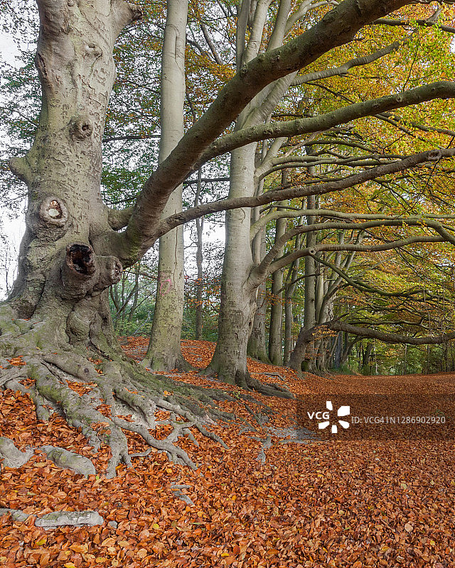 Sharpenhoe摇铃图片素材