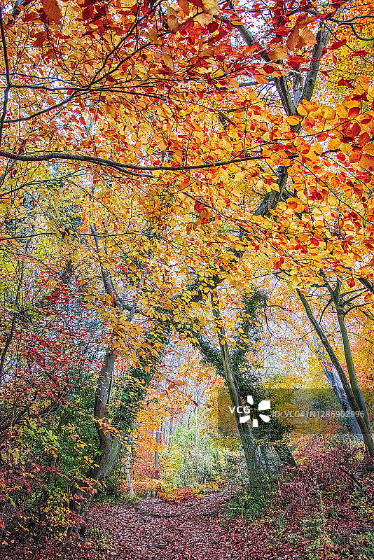 阿什里奇秋景图片素材