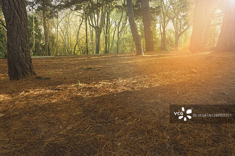 森林公园的晴朗秋日图片素材