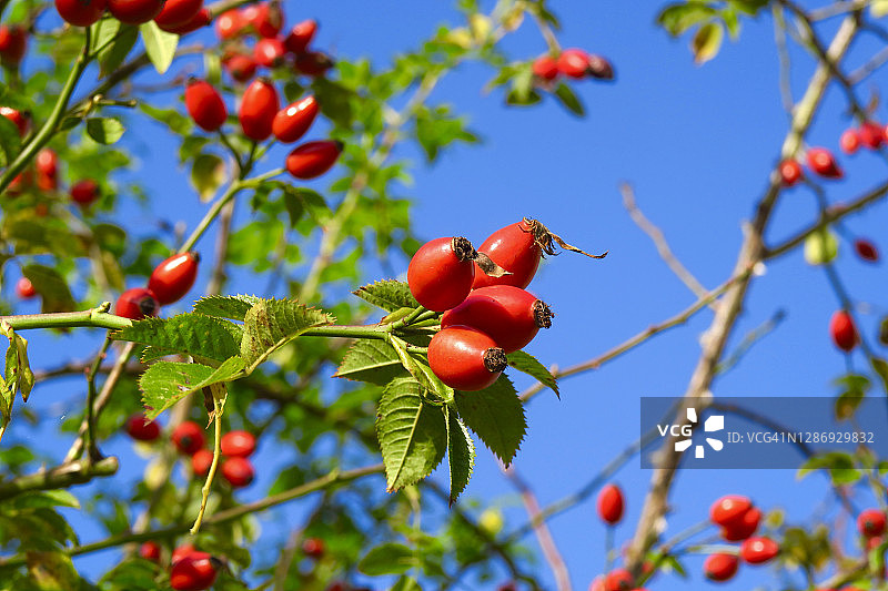 秋季生长的玫瑰果图片素材