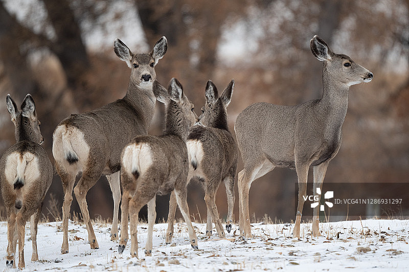 宁静栖息地中警觉的鹿群图片素材