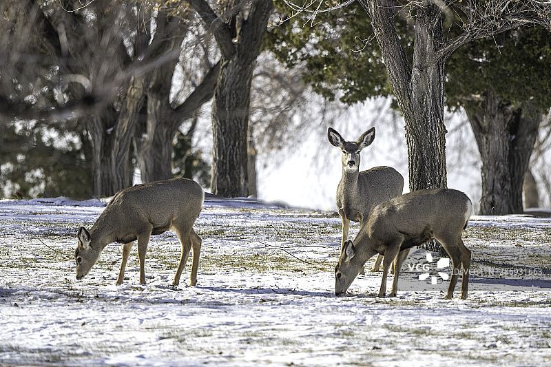 宁静栖息地中警觉的鹿群图片素材