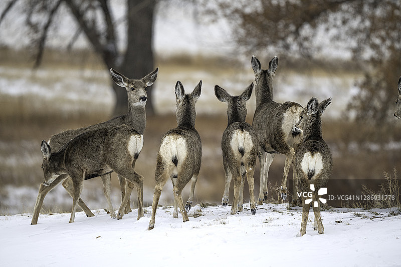 宁静栖息地中警觉的鹿群图片素材