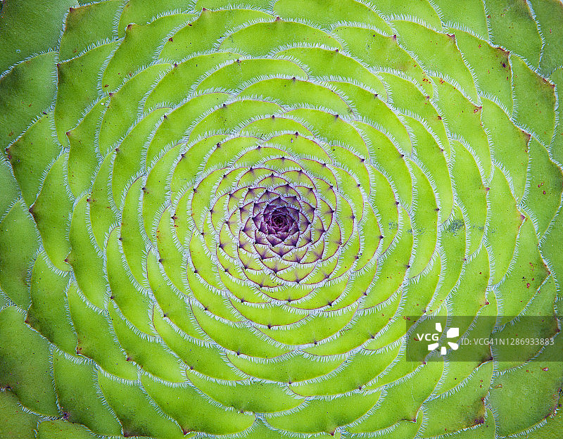 扁平状莲花掌的绿色自然图案图片素材