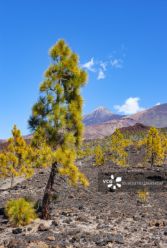 特内里费岛岩石地形中的秋树图片素材