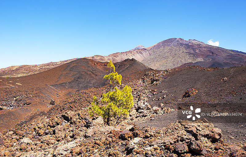 特内里费岛棕色火山地形中生长的单棵树图片素材