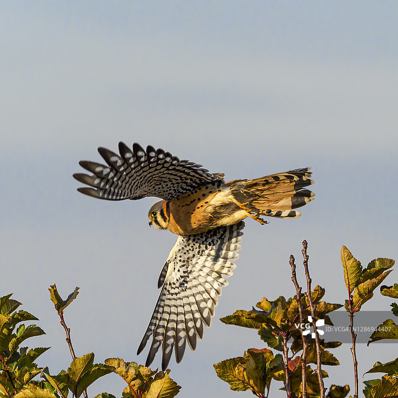 美洲隼在俄勒冈州西北太平洋地区的树梢上飞翔图片素材