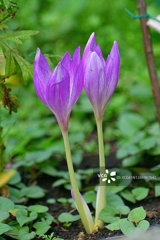 秋水仙图片素材
