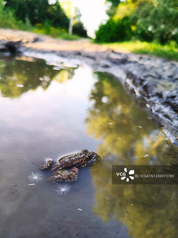 脏路上的水坑里的青蛙图片素材