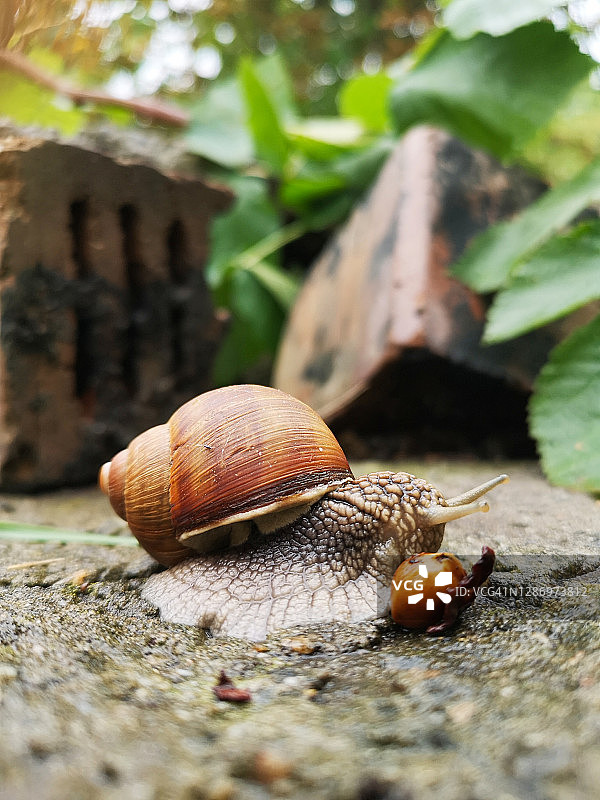 蜗牛特写图片素材