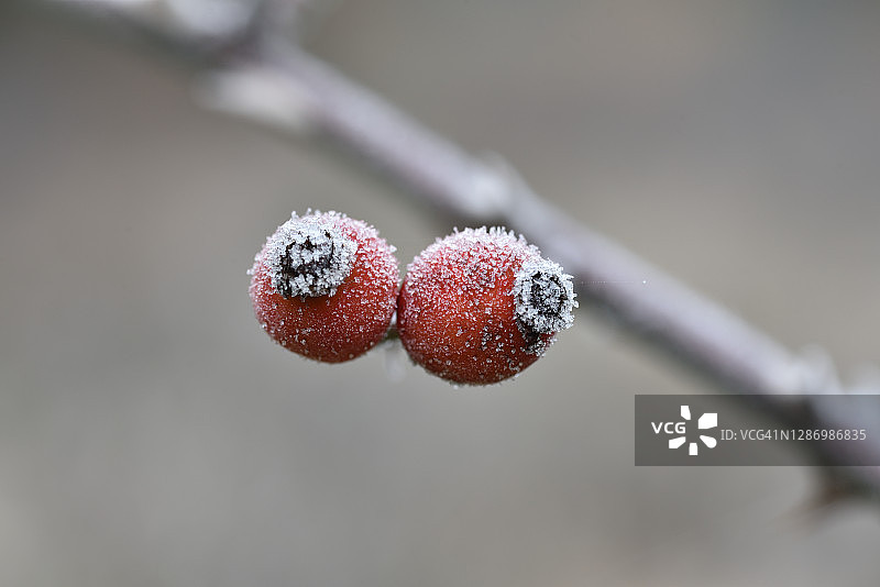 蔷薇果图片素材