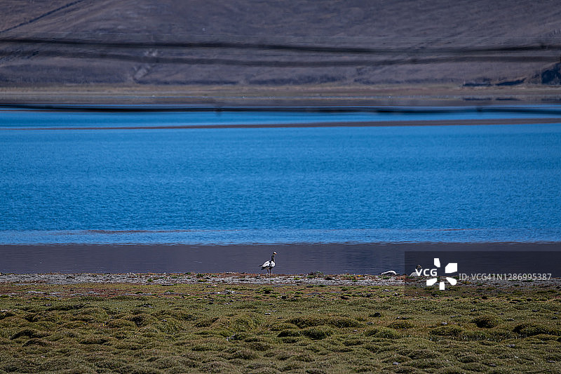 西藏自治区的羊卓雍错图片素材