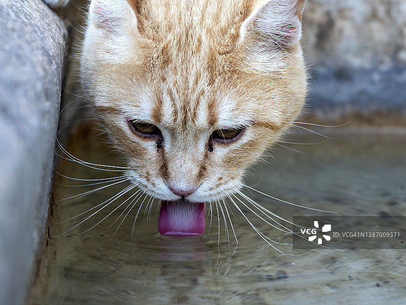 流浪猫在街边喷泉喝水图片素材