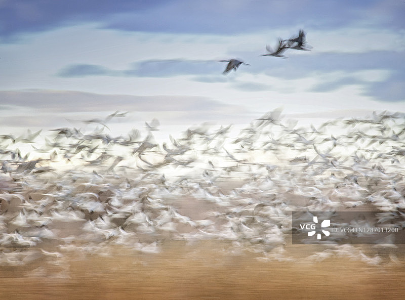 新墨西哥州Apache森林的鹤和雪雁的艺术模糊图片素材