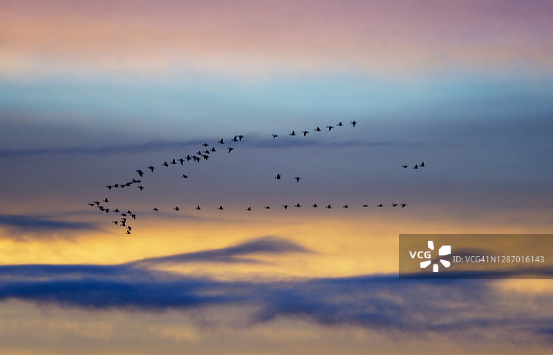 新墨西哥州博斯克 del Apache的鸟剪影与美丽的天空图片素材