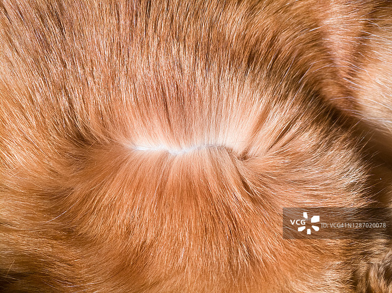 猫毛特写图片素材