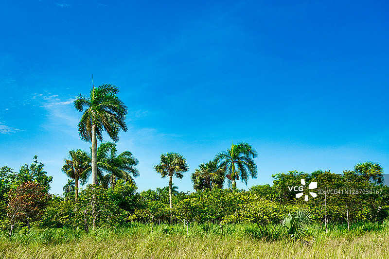 古巴乡村的帝王棕榈图片素材