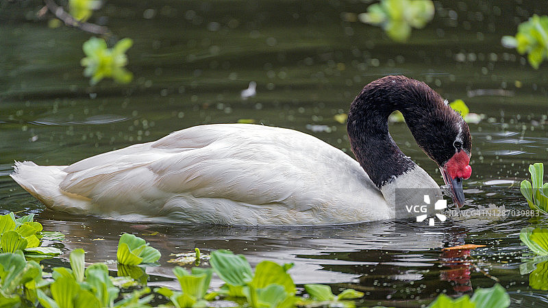 水面上的黑颈天鹅图片素材