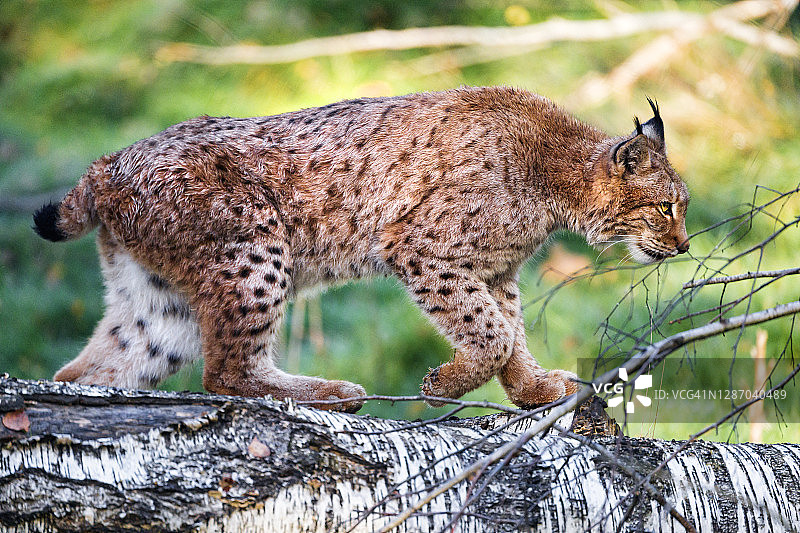 猞猁在木头上行走图片素材