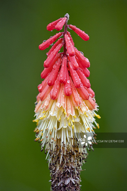 红色火炬花图片素材