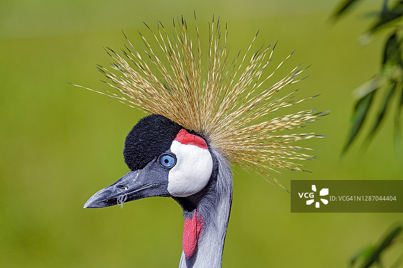 灰色加冕起重机图片素材