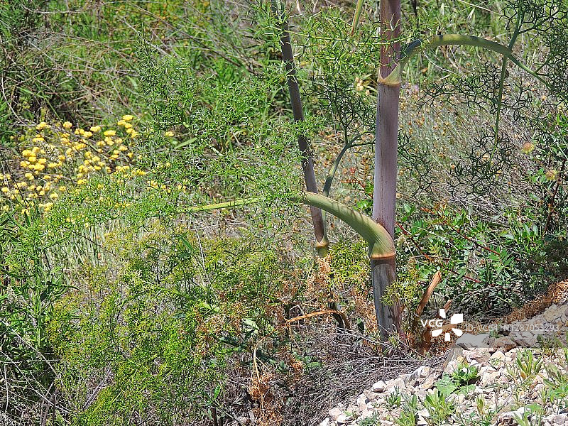 巨型阿魏图片素材