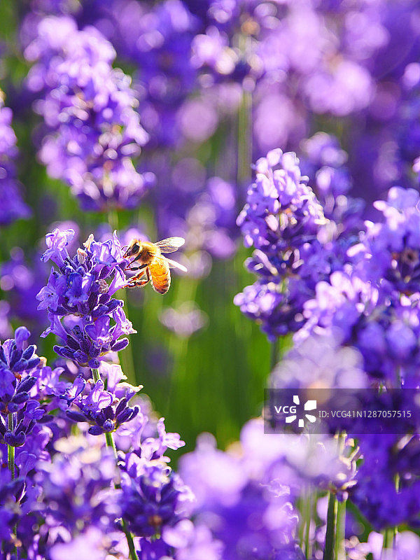 六月薰衣草花丛中采蜜的蜜蜂，特写镜头图片素材