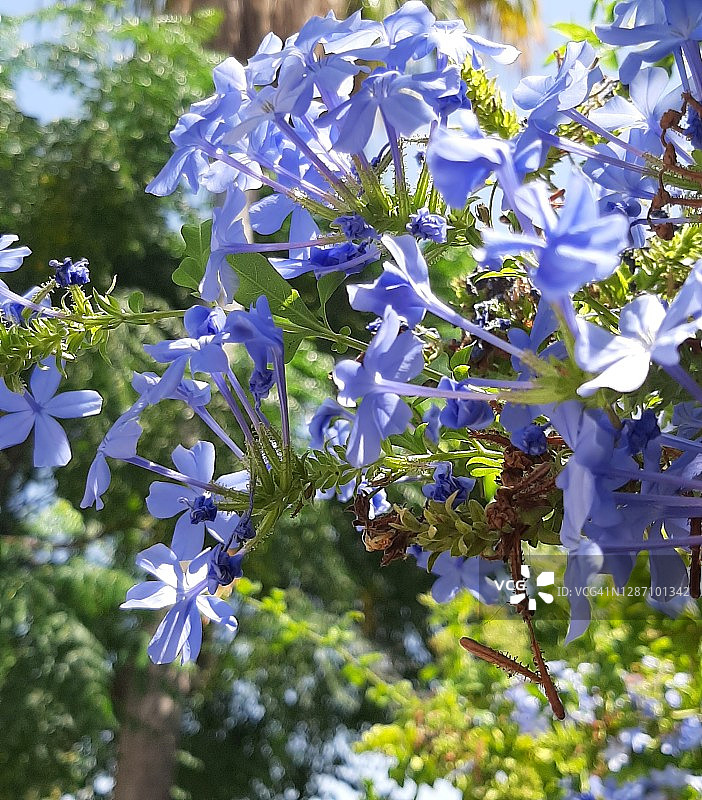 蓝雪花图片素材