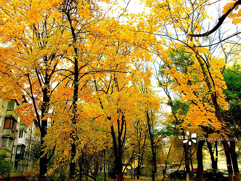 老式庭院秋日落叶图片素材