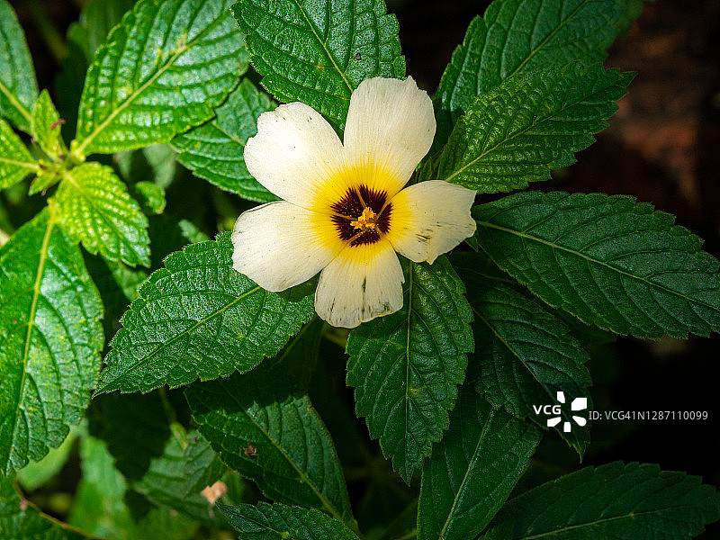 绿色花园中的黄色花朵图片素材