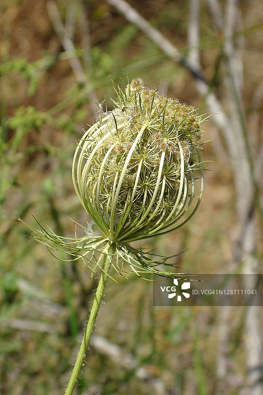 野胡萝卜图片素材