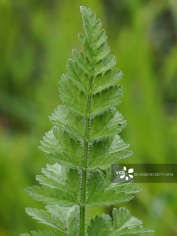 野胡萝卜图片素材