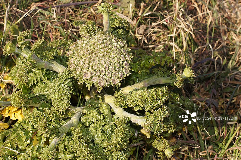 野胡萝卜图片素材