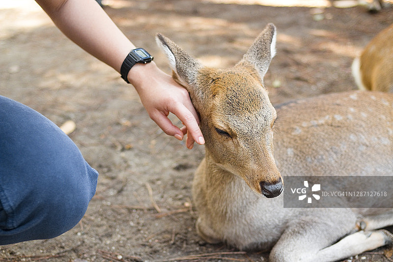 女人抚摸野鹿图片素材