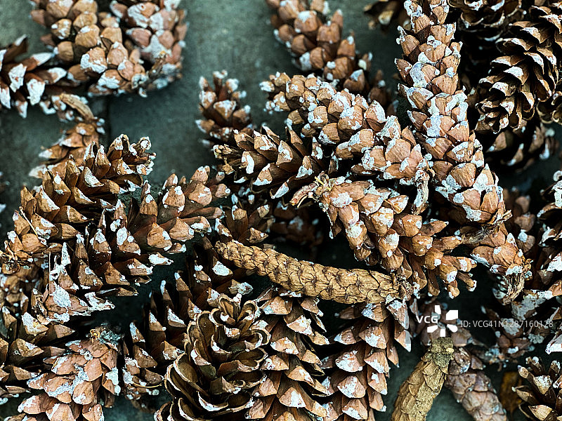 新鲜采集的松果背景图片素材