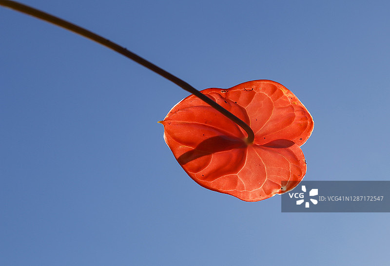 蓝天下红掌图片素材