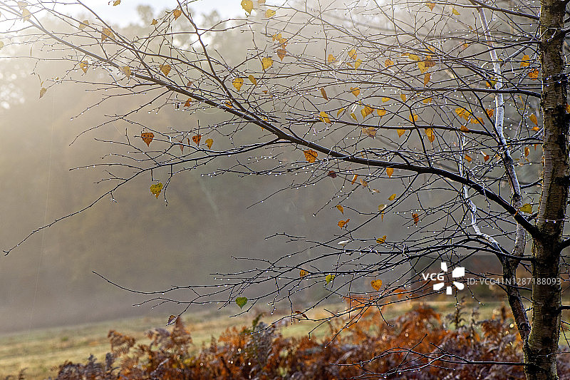 英格兰汉普郡新森林国家公园美丽的秋色图片素材