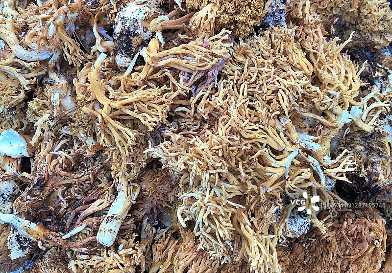 狮子头菇图片素材