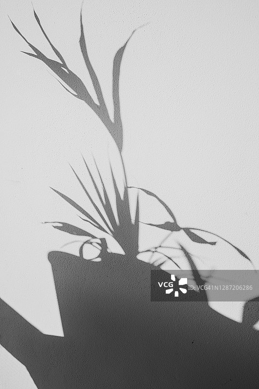 散尾葵的影子图片素材