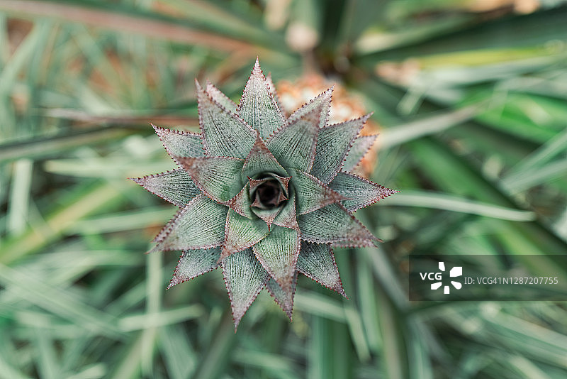 菠萝花图片素材