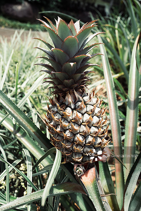 菠萝花图片素材
