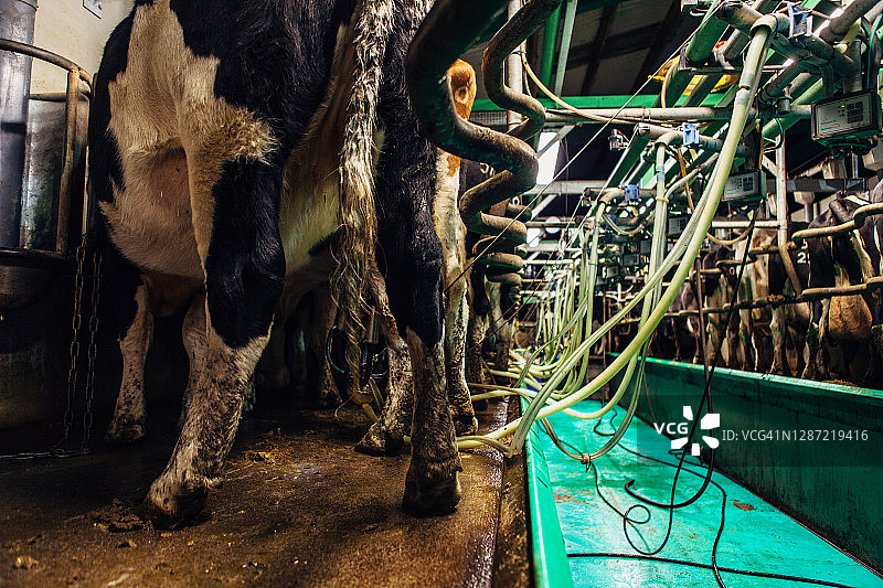 挤奶厅机械图片素材