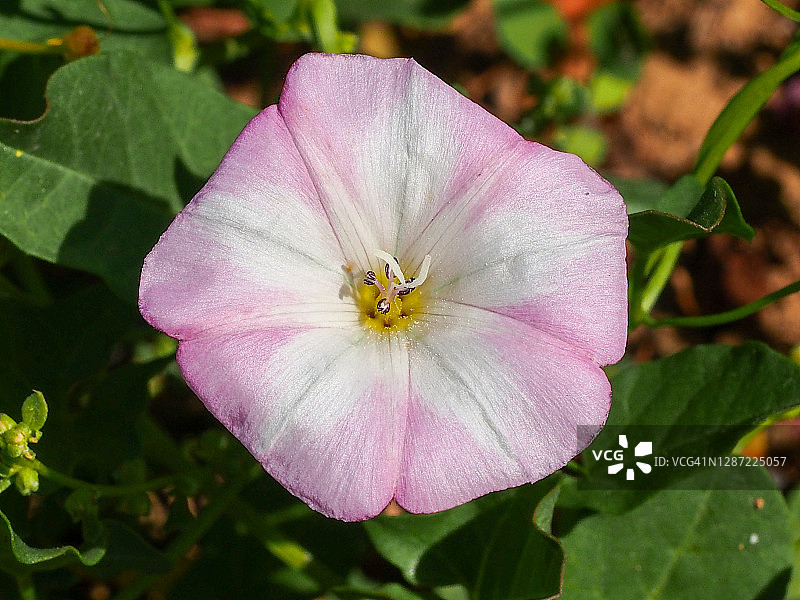 田野旋花图片素材