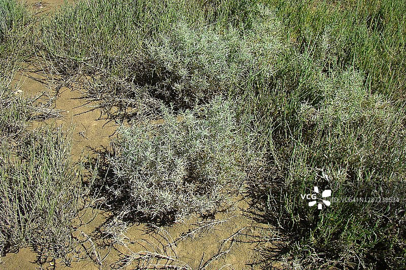 植物（Suaeda albescens）图片素材
