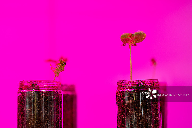 实验室玻璃器皿中生长的植物图片素材